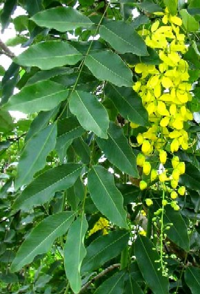 Cassia Fistula Leaves and Flowers